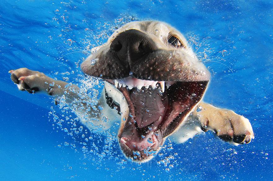 8939647 9 fotos increíbles de perros debajo del agua 9 fotos increíbles de perros debajo del agua 8939647