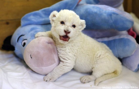 An eight-day-old white lion cub plays with a soft toy donkey at Belgrade's "Good hope garden" zoo