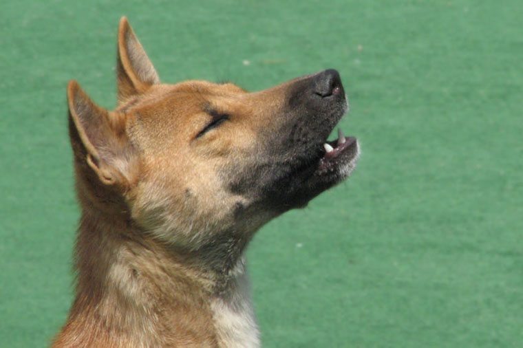perro-cantor ¿Cómo puedes enseñar a tu perro a cantar? ¿Cómo puedes enseñar a tu perro a cantar? perro cantor