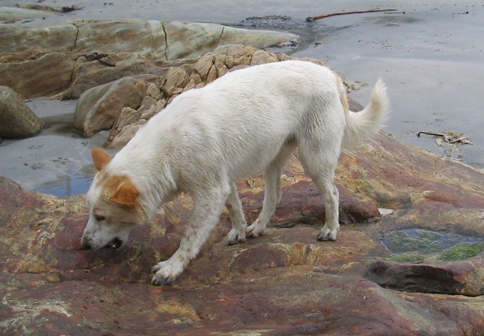perro-come-piedras ¿Por que mi perro se come las piedras? ¿Por que mi perro se come las piedras? perro come piedras