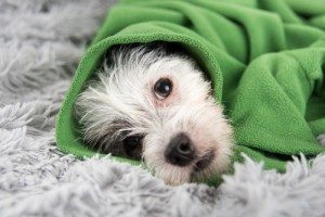 perro-manta 3 medicamentos para humanos totalmente prohibidos para nuestro perro 3 medicamentos para humanos totalmente prohibidos para nuestro perro perro manta
