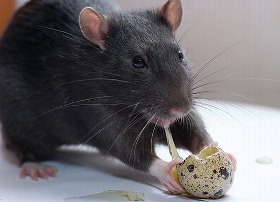 rata Alimentación de la rata domestica Alimentación de la rata domestica rata