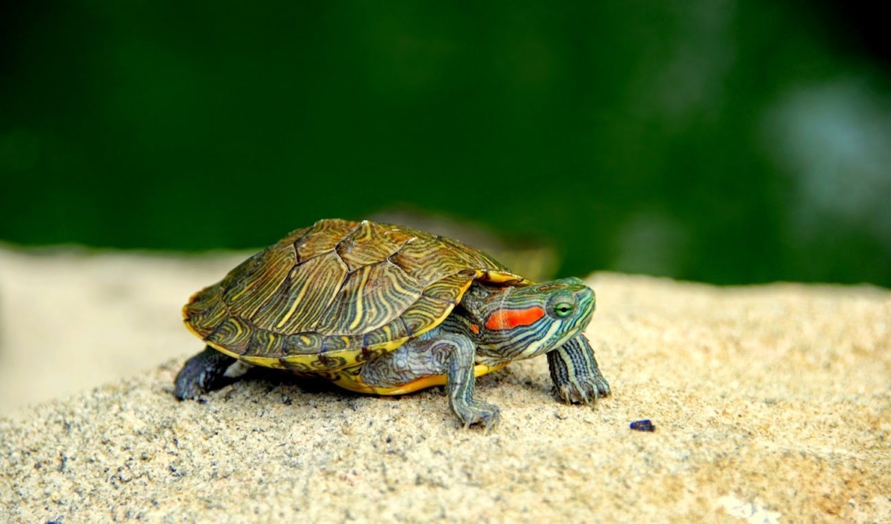 tortuga-de-agua-cuidados-nombres-mascotas-foto Mi tortuga no come ¿Que le pasa? Mi tortuga no come ¿Que le pasa? tortuga de agua cuidados nombres mascotas foto