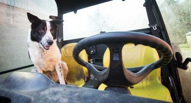 31 (4) Un perro escocés al volante de un vehículo causa pánico Un perro escocés al volante de un vehículo causa pánico 31 4
