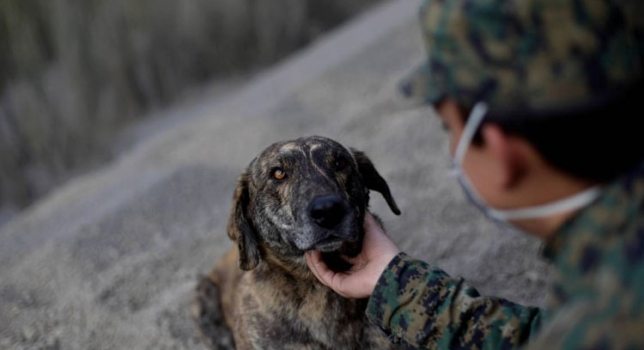 perro y militar Ceniza, el perro callejero que ayuda en las labores de rescate del volcán Cabulco en Chile Ceniza, el perro callejero que ayuda en las labores de rescate del volcán Cabulco en Chile 31 7
