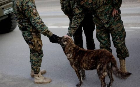 35 Ceniza, el perro callejero que ayuda en las labores de rescate del volcán Cabulco en Chile Ceniza, el perro callejero que ayuda en las labores de rescate del volcán Cabulco en Chile 35