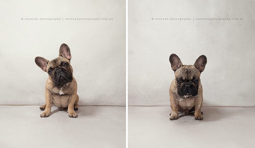 animal-portraits-dry-wet-dog-serenah-hodson-07 Perros antes y después de la ducha Perros antes y después de la ducha animal portraits dry wet dog serenah hodson 07