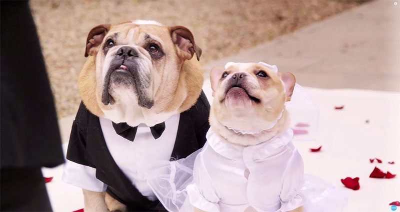 boda bulldogs