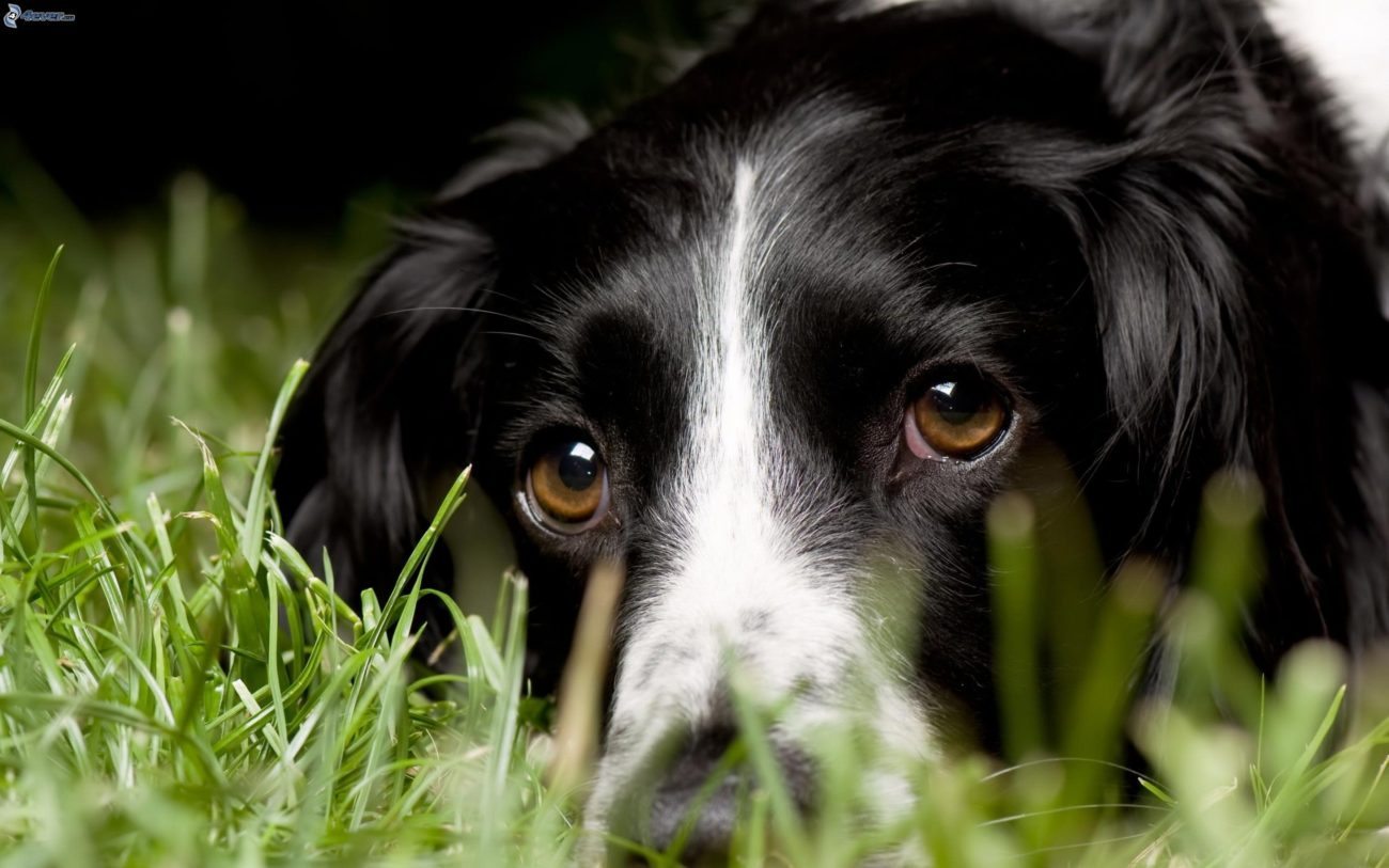 mirada-de-perro,-perro-en-la-hierba-172606 El perro: La mirada El perro: La mirada mirada de perro perro en la hierba 172606