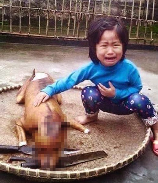 ni_a_reconoce_su_perro_muerto Una niña de 5 años reconoce en un restaurante de Vietnam a su perro robado Una niña de 5 años reconoce en un restaurante de Vietnam a su perro robado ni a reconoce su perro muerto