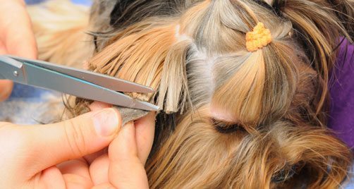 peluqueria-canina (1) ¿Es bueno cortar el pelo a nuestro perro? ¿Es bueno cortar el pelo a nuestro perro? peluqueria canina 1