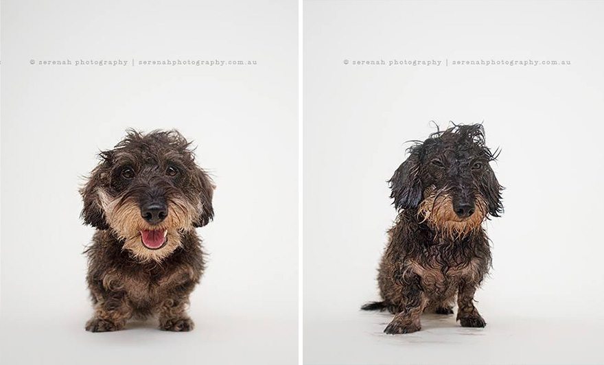 serenah-photography-perros-mojados-02 Perros antes y después de la ducha Perros antes y después de la ducha serenah photography perros mojados 02