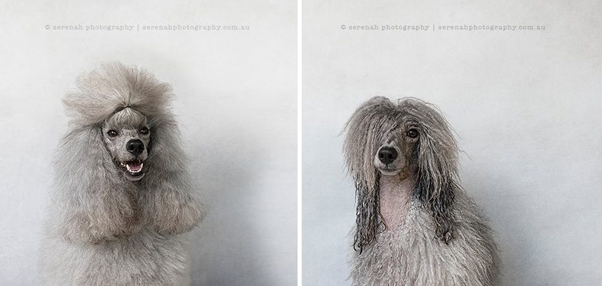 serenah-photography-perros-mojados-06 Perros antes y después de la ducha Perros antes y después de la ducha serenah photography perros mojados 06