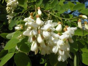 robinia-pseudoacacia-flower