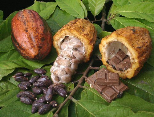 planta-de-cacao Cacao Cacao planta de cacao