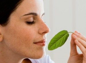 plantas-balsamicas-respirar 5 remedios naturales para curar la gripe 5 remedios naturales para curar la gripe plantas balsamicas respirar