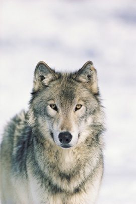 270px-Lobo1.jpg