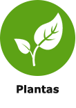plantas Plantas Plantas Plantas2