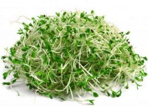 alfalfa planta