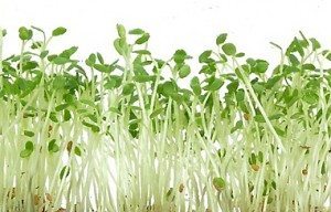 alfalfa planta