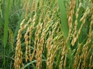 arroz planta