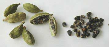 elettaria-cardamomum