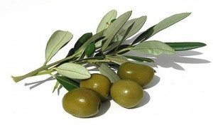 hoja-de-olivo Olivo Olivo hoja de olivo