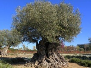 olivo árbol