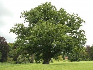 roble árbol