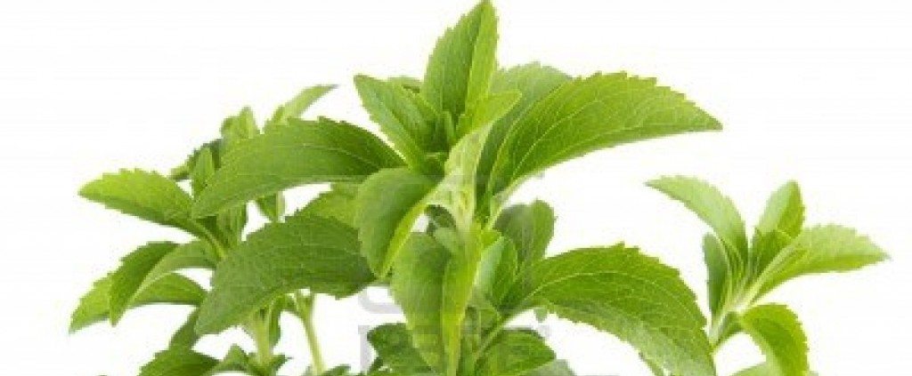 stevia planta