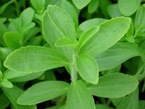 stevia planta