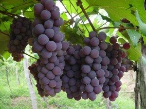 uva Viña o planta de la uva Viña o planta de la uva uva1