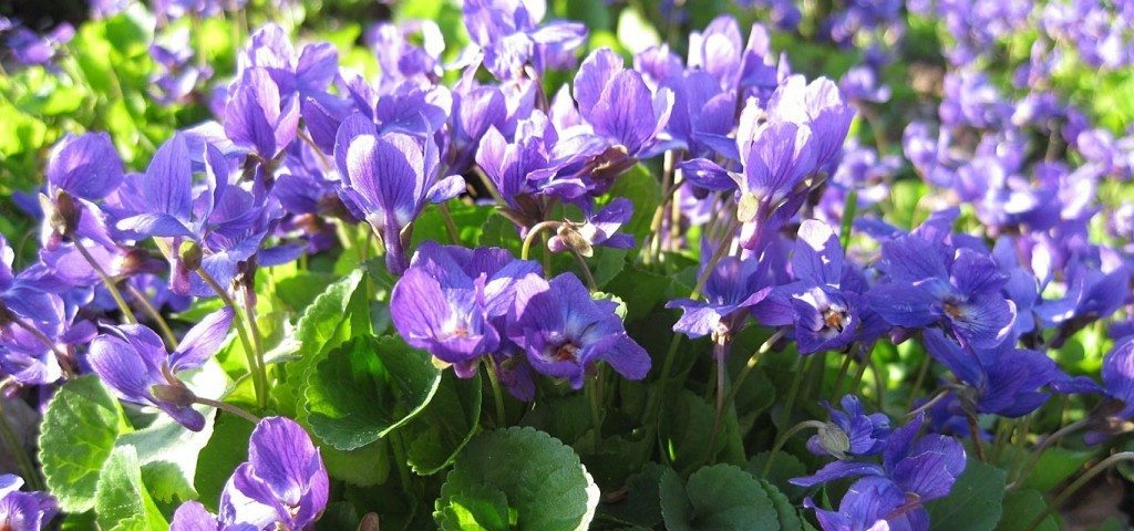 violeta planta Violeta Violeta violeta1