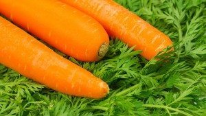 zanahoria Zanahoria Zanahoria zanahoria1