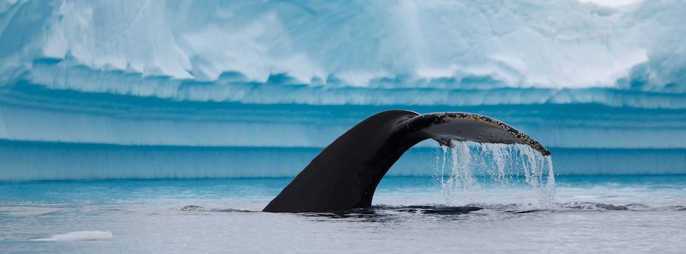 Antártida ballena viajar