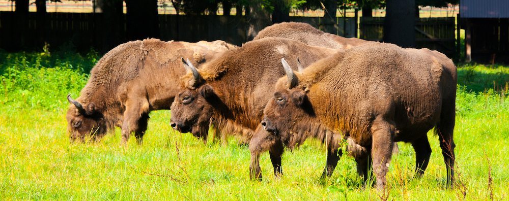 bisonte Bialowieza, el hogar de los bisontes Bialowieza, el hogar de los bisontes bisonte