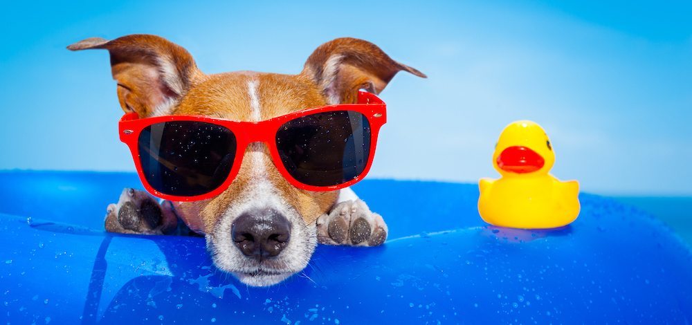 sol perros Beneficios y peligros del sol para los perros Beneficios y peligros del sol para los perros perros efectos sol