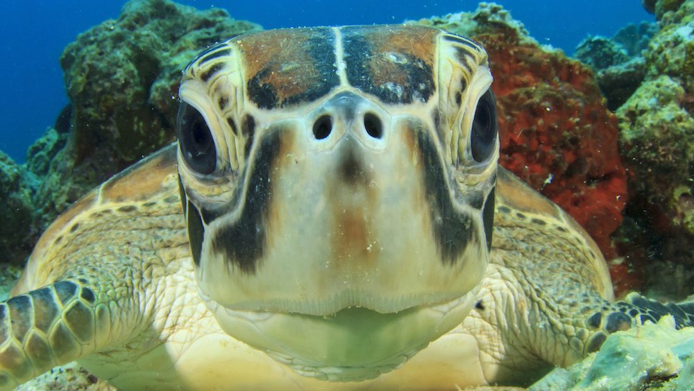 tortuga barrera de coral