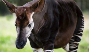 Okapi La Selva de Ituri La Selva de Ituri okapi
