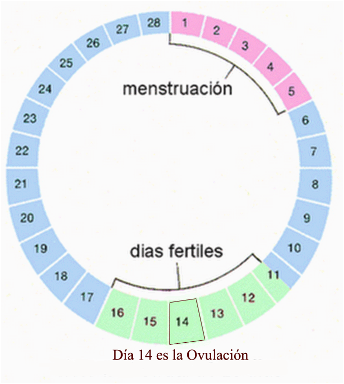 Calendario Ovulación Calculadora de la ovulación y días fértiles Calculadora de la ovulación y días fértiles ovulacion copia 1