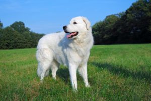 Kuvasz -Canis lupus familiaris-, male, livestock guardian dog