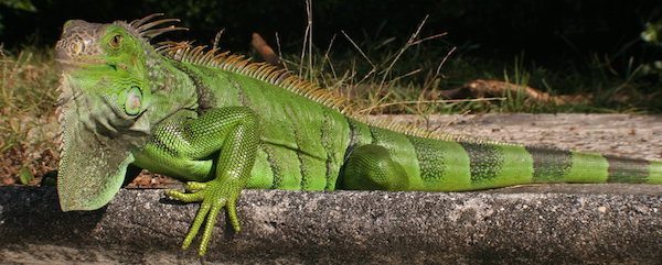 Iguana-Verde-Macho
