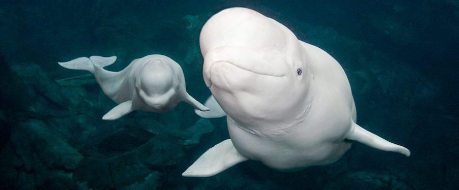 ballenas-beluga Ballena Beluga Ballena Beluga ballenas beluga