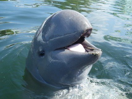 delfín-de-río-Irrawaddy Delfín de Irrawaddy Delfín de Irrawaddy delf  n de r  o Irrawaddy 2