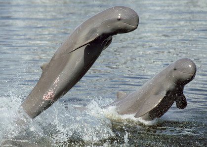 delfín-de-río-Irrawaddy Delfín de Irrawaddy Delfín de Irrawaddy delf  n de r  o Irrawaddy