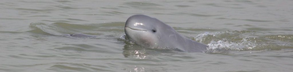 delfín-de-río-Irrawaddy