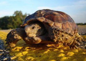 tortuga de desierto de Texas Tortuga de desierto de Texas Tortuga de desierto de Texas tortuga de desierto de Texas 1