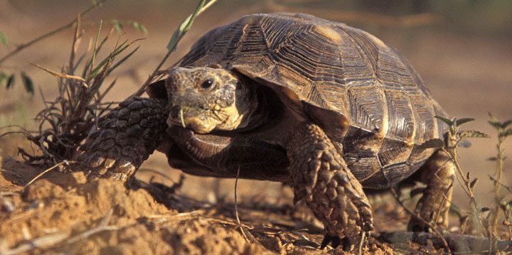 tortuga de desierto de Texas