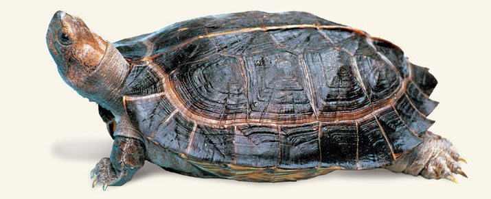 tortuga palustre asiática grande