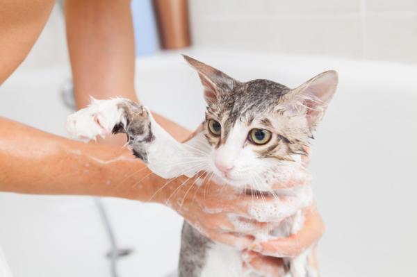 asear-a-tu-gato Cómo limpiar las orejas de tu gato Cómo limpiar las orejas de tu gato asear a tu gato